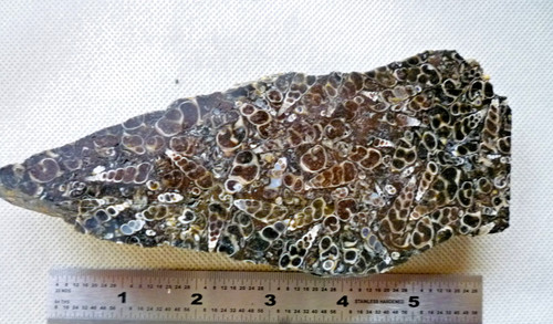 Turritella agata fossile - turritella,
