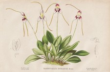 Masdevallia Orchidea Sud