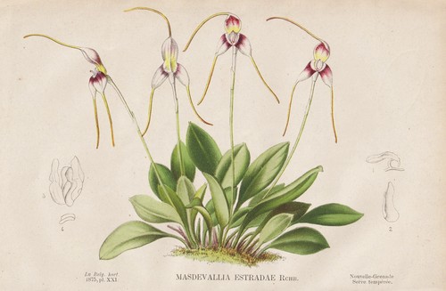Masdevallia orchidea sud - masdevallia,