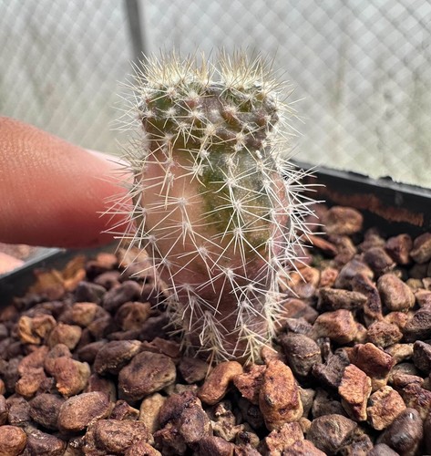 Uebelmannia pectinifera hu106 - uebelmannia,