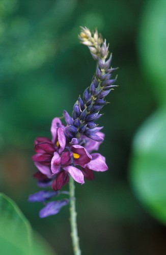 Semi pueraria tuberosa - semi, di