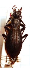 Carabidae, CARABINAE, Carabus