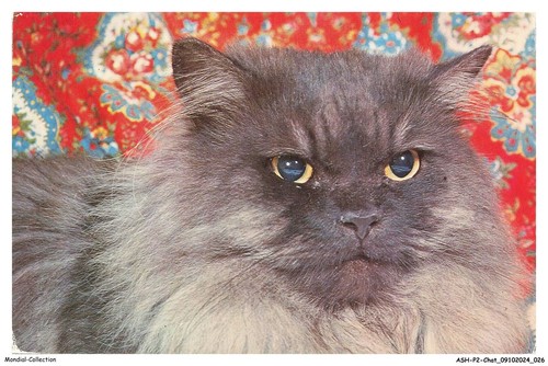 Ashp2 0095 gatto persiano - ashp2-0095-gatto,