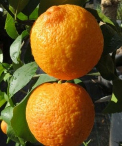 Pianta limone meyer - pianta, di