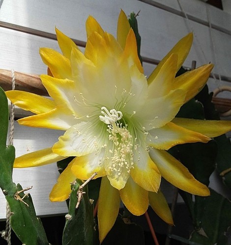 Epiphyllum kiwi honey bright - epiphyllum,