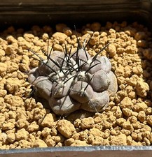 Copiapoa cinerea. Own Roots, 3.8 cm, Not Aztekium, Ariocarpus