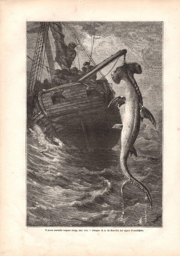 Stampa antica pesca - pesca, pesce