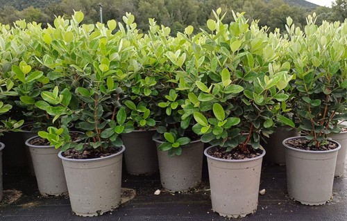 Feijoa acca sellowiana - feijoa,