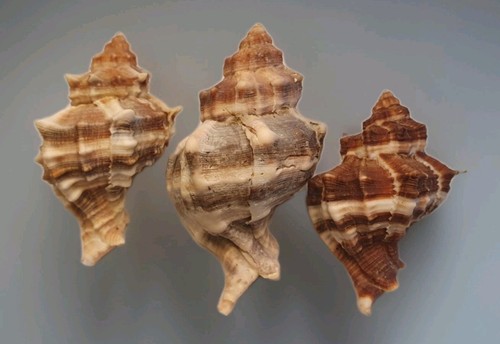 Hexaplex trunculus lotto - hexaplex, 3