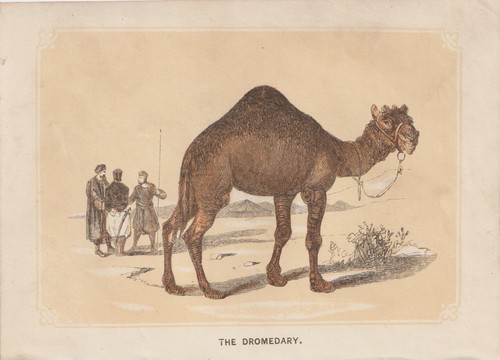 Dromedario camelus - dromedario, (camelus