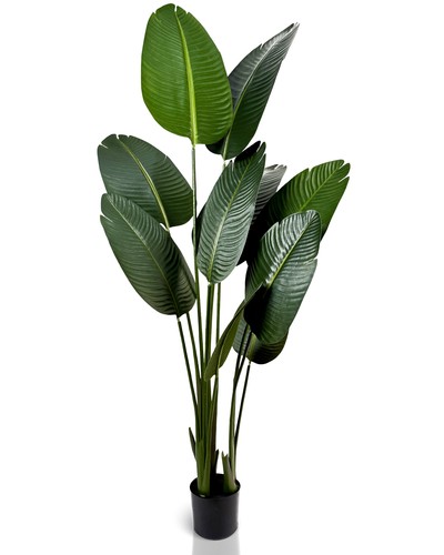 Ivoq strelitzia pianta - ivoq,