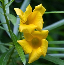 Thevetia peruviana -  -