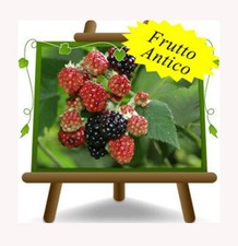 More Hull Tornless Pianta da