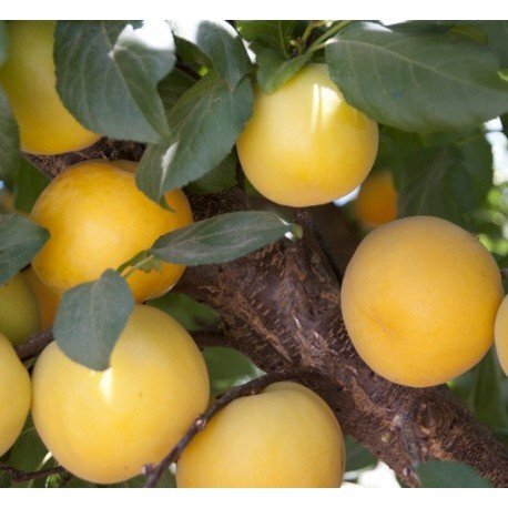 Pianta susino goccia oro - pianta, d'oro