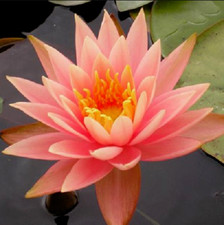 15 SEMI DI NINFEA "  Colorado