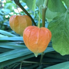 15 SEMI ALCHECHENGI, ALKEKENGI SEEDS, CHINESE LANTERN