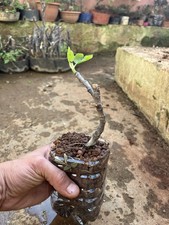 Fico. FICUS CARICA  Bonsai 