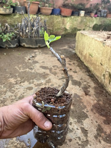 Fico ficus carica bonsai - ficus,