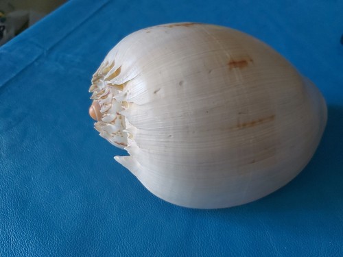 Conchiglia shell melo - conchiglia,
