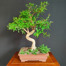 BONSAI DI MELOGRANO GIAPPONESE