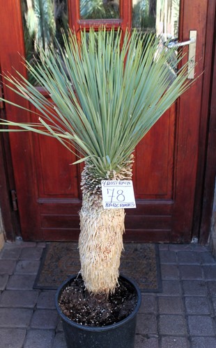 Yucca rostrata dal - , messico