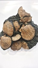 FOSSIL OF PECTEN STUNNING       !!