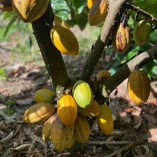 Semi di Cacao Giallo 40 pz