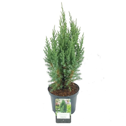 Ginepro cinese juniperus - ginepro, "juniperus