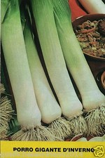 Porro giante inverno - porro,