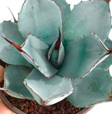 Agave parryi cv. ‘BLUE