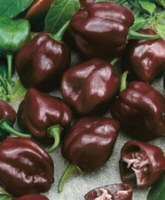 🌶️🔥10+3 semi BIO di