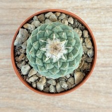 Strombocactus disciformis 