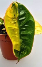 Bellissimo philodendron - bellissimo,