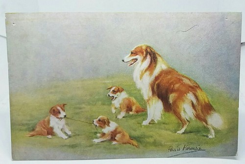 Lassie rough collie - rough, dog