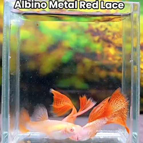Coppia pesci guppy vivi - vivi, in