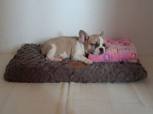 Cuccia cane gatto - cuccia,