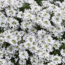 Piante iberis sempervirens - piante,