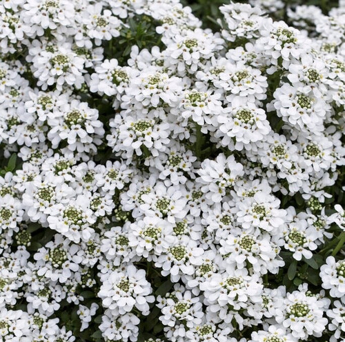 Piante iberis sempervirens - piante,