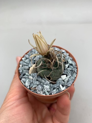 Turbinicarpus klinkerianus - turbinicarpus,