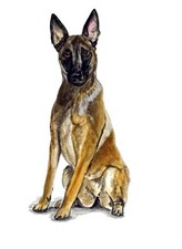 Belgian Shepherd Malinois Police Rescue Guard Dog Lover Vinyl Decal Sticker Gift