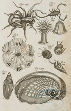 Ragni, anemone di mare