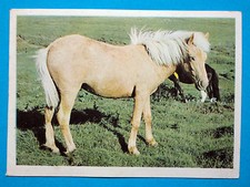 Figurina Panini-ANIMALI DI TUTTO IL MONDO 1965-n.154-CAVALLO ARABO-rec