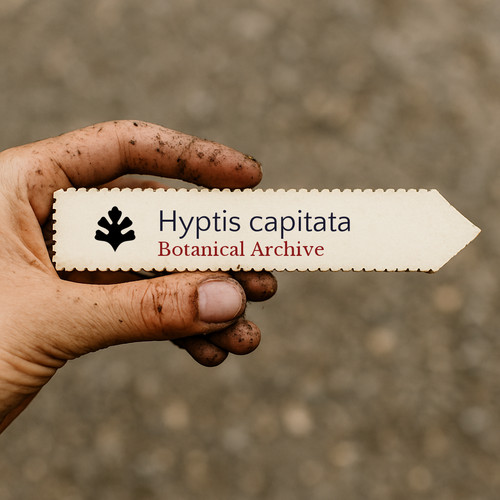 Hyptis capitata buttonweed - capitata,