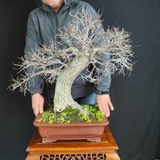 BONSAI ESEMPLARE  DI OLMO