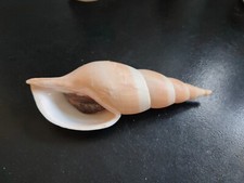 Conchiglia Shell Voluta NEPTUNEOPSIS GILCHRISTI con opercolo  mm 156  Sud Africa