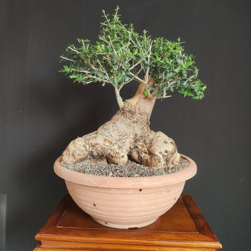 Pre bonsai esemplare di - pre,