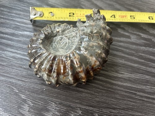 Ammonite fossile