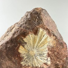 Pietra di crisantemo