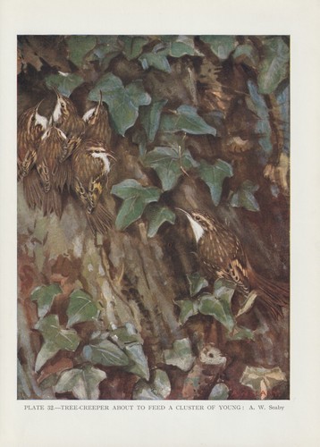 Waldbaumläufer certhia - waldbaumläufer, (certhia
