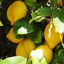 PIANTA DI LIMONE VERNA in